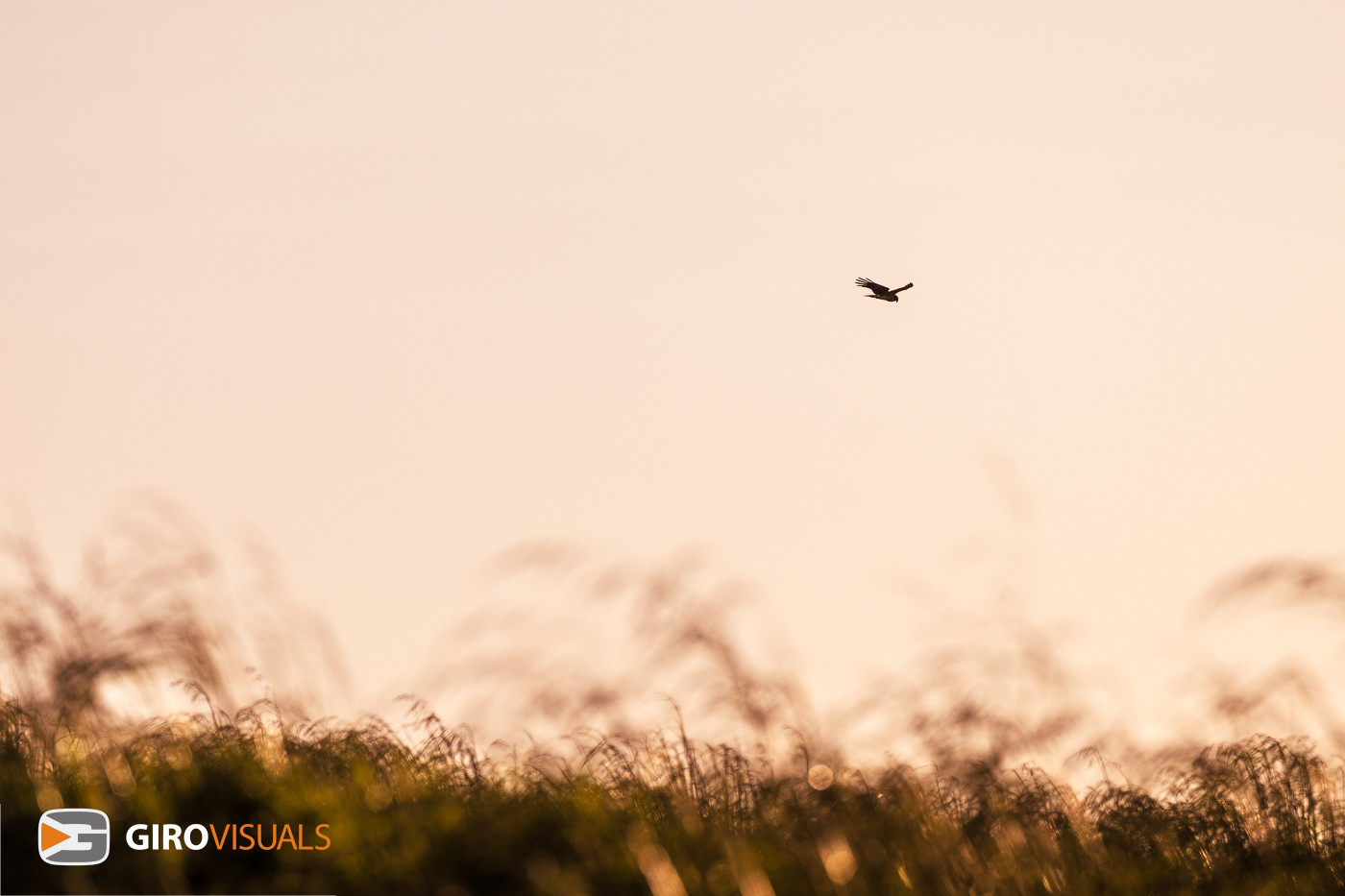 New Zealand Falcon Soars