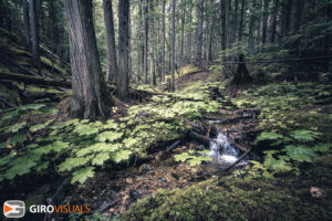 Inland Rainforest