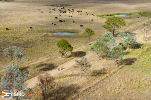 Views from above open up new subjects. From the ground you could not even see the cows behind.